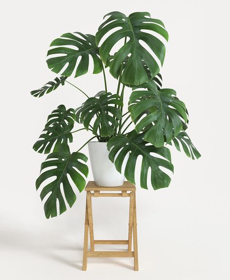 Monstera Plant